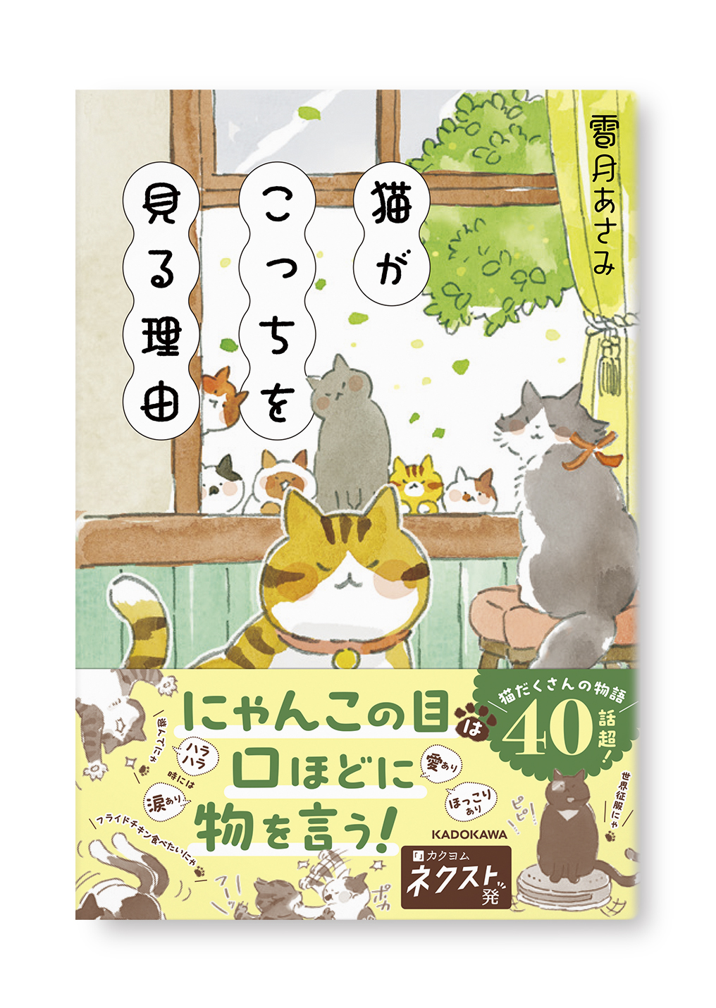 猫がこっちを見る理由